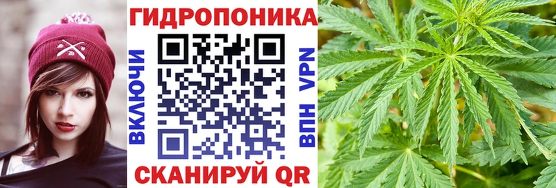 Шишки марихуана OG Kush Сольцы